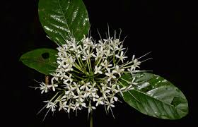 Image result for Pavetta uniflora