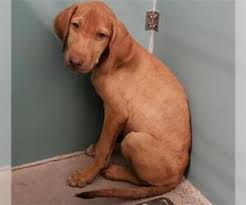 Vizsla puppies for sale and dogs for adoption in california, ca. Puppyfinder Com Vizsla Puppies Puppies For Sale And Vizsla Dogs For Adoption Near Me In California Usa Page 1 Displays 50