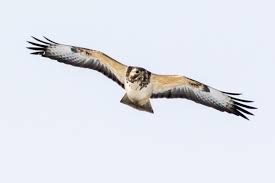 In de vlucht is de soort o.a. Buizerd Buteo Buteo Waarnemingen Be