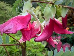 Image result for Sesbania grandiflora