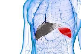 The spleen is an organ found in all vertebrates. Turning The Spleen Into A Liver Saves Mice From Fatal Organ Damage New Scientist