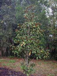 Situated on four acres, southern magnolia acres is a 2400 sq. Magnolia Grandiflora Bull Bay Large Tree Magnolia Southern Magnolia North Carolina Extension Gardener Plant Toolbox