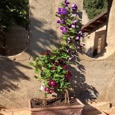 1.0 out of 5 stars clematis polish spirt vine. Clematis Nike Clematis Jackmanii Online Kaufen Clematisonline De