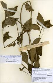 Image result for Caperonia fistulosa