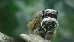 The Habitat Of The Mustache Monkey Monkey Habitat Animals Monkey