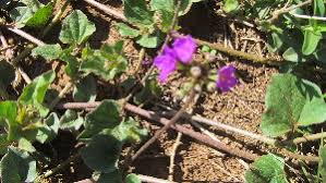 Image result for Commicarpus