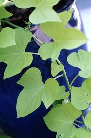 Sometimes morning glories are called sweet potato vines and they're toxic too. Sweet Potato Vine Better Homes Gardens