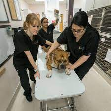 She is very professional, and gave us a lot of information. Beacon Veterinary Specialists 65 Photos 279 Reviews Veterinarians 1618 Washington Blvd Fremont Ca Phone Number