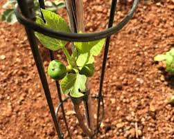 Check spelling or type a new query. Types Of Figs To Grow Kellogg Garden Organics