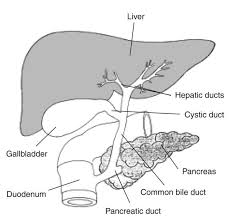 The spinal cord connects the brain with the rest of the body. Labelled Diagram Of Liver Liver Images Human Liver Diagram Gallbladder Liver Anatomy Coconut Health Benefits