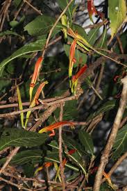 Image result for Anisotes sessiliflorus