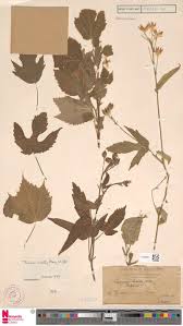 Image result for Hibiscus lobatus