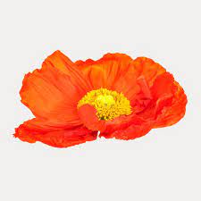 Download Premium Psd Of Close Up Of Red Poppy Flower Mockup 2278095 Poppy Flower Red Poppies White Lily Flower