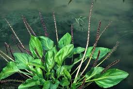 Image result for Plantago