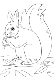 Squirrel Preparing For Winter Coloring Page Eichhornchen Illustration Herbstmotive Ausmalen