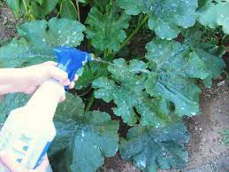 Maybe you would like to learn more about one of these? Diy Powdery Mildew Spray 1 Oz Cow S Milk To 9 Oz Water And Spray Leaves As A Remedy F Powdery Mildew Treatment Powdery Mildew Powdery Mildew Treatment Natural