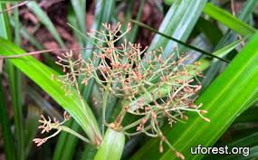 Image result for Hypolytrum