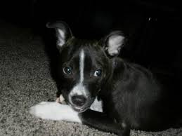 Hi animal lovers, i see you are looking for 63+ boston terrier mixed with pug. Buffalo Pug Small Breed Rescue Inc