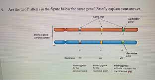 Which diagram shows a homologous chromosome pair that has heterozygous alleles. Bsc1005 Genetics And Heredity Is The Study Of How Chegg Com