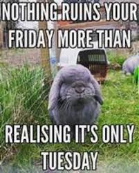 Check spelling or type a new query. Funny Tuesday Memes