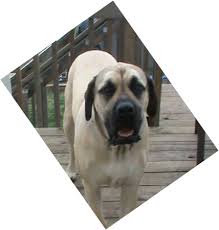 training feeding tips raising an english mastiff puppy