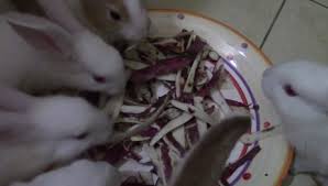 Eggplants/potatoes/tomato plant leaves are toxic to rabbits. Can Rabbits Eat Sweet Potatoes Cooked Buds Skin Plants Leaves