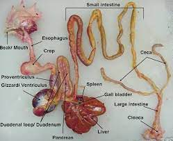 Yhere are usually hundreds or thousands of offsprings. Bird Internal Anatomy Lab