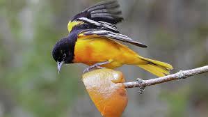 How do i attract orioles to my feeder? Orange You Glad To See Lots Of Orioles This Spring