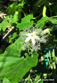 Trichosanthes cucumerina is a tropical or subtropical vine. Trichosanthes Anguina L Singapore