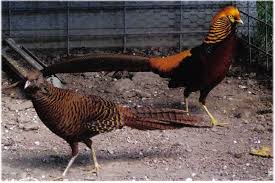 Game Bird For Sale Game Bird Hatchery Pheasants Eggs Hatchery Pheasant Golden Pheasant Game Birds