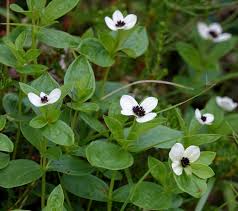 Image result for Cornaceae