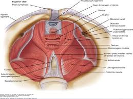 Pin On Exercises