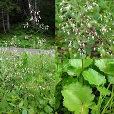 Maybe you would like to learn more about one of these? Forest Wildflowers White Mount Rainier National Park U S National Park Service