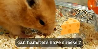 Yes, hamsters can eat crackers hamsters are omnivores just like humans. What Do Hamsters Eat Food List And Exceptions First Hamster