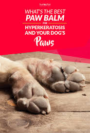 How to soften dog paws. 5 Best Paw Balm For Dogs In 2020 Hyperkeratosis And Paw Protection