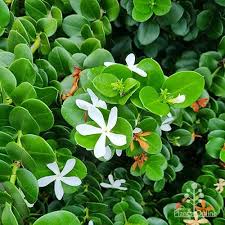 Image result for Carissa