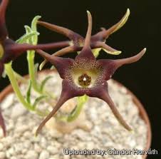 Image result for Brachystelma