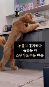 자이언트푸들 • 103K reels on Instagram