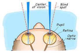 This process can take a few minutes, so we suggest you do something else and periodically check on the status of the scan to see when it is finished. Find Your Blind Spot Scientific American