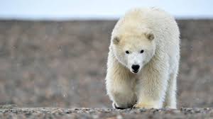 How Much Does A Polar Bear Weigh Polar Bear Weight