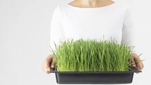Rumput laut disebut juga sayuran laut atau marine vegetables. 9 Manfaat Minum Jus Rumput Gandum