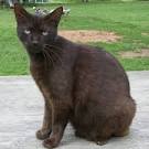 Havana Brown Kittens For Sale by Reputable Breeders ...