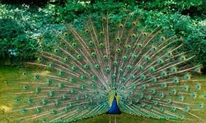 Check spelling or type a new query. Home Truths Squawking Pet Peacocks Are Making Our Lives Hell Daily Mail Online