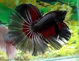 Faqs On Freshwater Antibiotic Antimicrobial Use