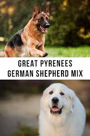 A great pyrenees and bernese mountain dog mix and match gives us this adorable snow baby. Great Pyrenees German Shepherd Mix Guard Dog Or Perfect Pet