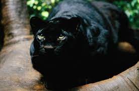 Here are all the the black panther in the jungle book answers. How Much Do You Know About The Real Jungle Book Animals