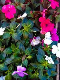 We did not find results for: Impatiens Spring Flowers Archer Services