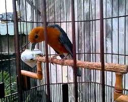 Burung anis kembang memiliki suara dan alunan lagu yang sangat baik. Kandang Burung Anis Merah Tentang Kolam Kandang Ternak