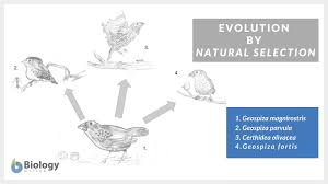 Evolution and natural selection description: Natural Selection Survival Of The Fittest Worksheet