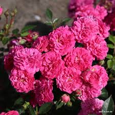 I'll show you how i cleared out all the weeds, mixed fresh soil into the garden bed, and prevented new weeds from showing up! Roxy Growing In Pots Specific Situation Garden Roses Rosen Kordes